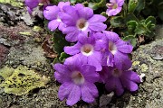74 Primula hirsuta sulla roccia